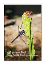 Dragonfly on a Pitcher plant